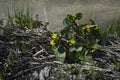 blooming marsh marigold in spring Royalty Free Stock Photo