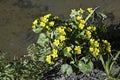 blooming marsh marigold by the stream Royalty Free Stock Photo