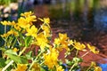 Blooming marsh marigold by the water in spring. With a blurred background Royalty Free Stock Photo