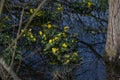 Blooming marsh marigolds Caltha palustris with yellow flowers in spring, dark blue water in a forest lake, beauty in nature, Royalty Free Stock Photo