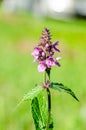 Blooming of Marsh woundwort in meadow Royalty Free Stock Photo