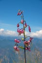 Blooming martagon lily against blue sky outdoors