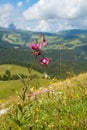 Blooming Martagon lily in a beautiful alps landscape view