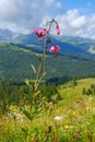 Blooming Martagon lily on a meadow in a beautiful alps landscape