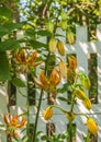 Blooming  Martagon or turk`s cap lily, lilium martagon  `Peppard Gold` in garden Royalty Free Stock Photo