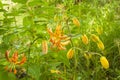 Blooming Martagon or turk`s cap lily, lilium martagon `Peppard Gold` in garden