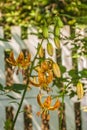 Blooming Martagon or turk`s cap lily, lilium martagon `Peppard Gold` in garden