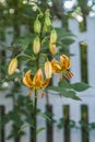 Blooming Martagon or turk`s cap lily, lilium martagon `Peppard Gold` in garden