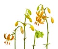 Blooming  Martagon or turk`s cap lily, lilium martagon  `Peppard Gold Royalty Free Stock Photo