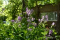 Blooming matthiola as an example of Guerrilla gardening