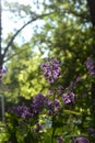 Blooming matthiola - beautiful smelling flowers. Spring garden