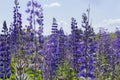 Blooming meadow of blue lupins, selective focus horizontal floral landscape background. Blossom lupine flower Royalty Free Stock Photo