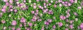 Blooming meadow clover top view. Floral background. Medicinal, honey plant.