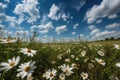 Blooming meadow, daisies and dancing butterflies., generative IA