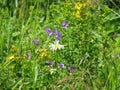 Blooming meadow field in summer