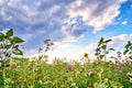 Blooming meadow with flowers and clouds in the background