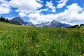 Blooming meadow flowers in spring time with blue sky and cumulus clouds in the Austrian Alps