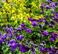 Colorful, yellow, purple, field, flowers, grass, green