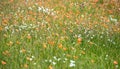 Blooming meadow green grass with white and orange flowers, symbol of summer