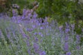 Blooming meadow with lilac lavender flowers, fragrant medicinal herbs in nature