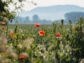 Blooming meadow with misty mountain in the background