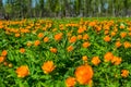 Blooming meadow with orange Trollius flowers