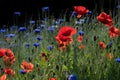 a blooming meadow with red wild poppies and blue cornflowers between green grass. The background is dark. The photo is in Royalty Free Stock Photo