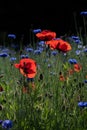 a blooming meadow with red wild poppies and blue cornflowers between green grass. The background is dark. The photo is in portrait Royalty Free Stock Photo