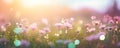 Blooming meadow in the soft warm morning light, panoramic view, generated by ai