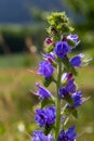 Blooming meadow in sunny summer day. Echium vulgare, beautiful wildflowers. Summer floral background, close-up flowers Royalty Free Stock Photo