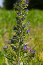 Blooming meadow in sunny summer day. Echium vulgare, beautiful wildflowers. Summer floral background, close-up flowers Royalty Free Stock Photo