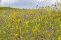 Blooming meadow, wild herbs and flowers on a summer meadow, yellow purple violet flowers and green grass. Blooming summer meadow Royalty Free Stock Photo