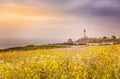 Blooming meadow with wildflowers in front of the Pigeon Point lighthouse, California