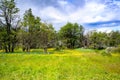 Blooming meadows with yellow field buttercups in National Park Tierra del Fuego, Paseo de la Isla, Patagonia, Argentina