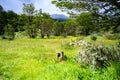 Blooming meadows with yellow field buttercups in National Park Tierra del Fuego, Paseo de la Isla, Patagonia, Argentina Royalty Free Stock Photo