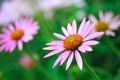 Blooming medicinal herb echinacea purpurea or coneflower