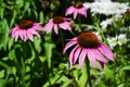 Blooming medicinal herb Echinacea Purpurea or Coneflower, selective focus Royalty Free Stock Photo
