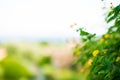 Blooming Mediterranean Yellow Flowers. Close up View