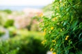 Blooming Mediterranean Yellow Flowers. Close up View