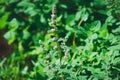 Blooming Melissa officinalis. Close-up, selective focus