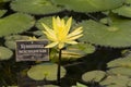 Blooming Mexican waterlily Royalty Free Stock Photo