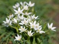Blooming milk stars, ornithogalum, in spring Royalty Free Stock Photo
