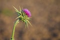 A blooming Milk thistle Royalty Free Stock Photo