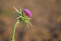 A blooming Milk thistle