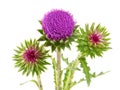 Blooming milk thistle isolated on white