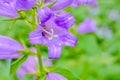 Blooming milky bellflower aka Campanula Lactiflora in the summer garden