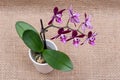 Blooming Mini Velvet Burgundy  Phalaenopsis Orchid Plant isolated on natural burlap background. Moth Orchids. Tribe: Vandeae. Royalty Free Stock Photo