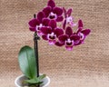 Blooming Mini Velvet Burgundy  Phalaenopsis Orchid Plant isolated on natural burlap background. Moth Orchids. Tribe: Vandeae. Royalty Free Stock Photo