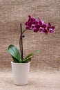 Blooming Mini Velvet Burgundy  Phalaenopsis Orchid Plant isolated on natural burlap background. Moth Orchids. Tribe: Vandeae. Royalty Free Stock Photo