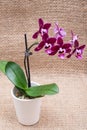 Blooming Mini Velvet Burgundy  Phalaenopsis Orchid Plant isolated on natural burlap background. Moth Orchids. Tribe: Vandeae. Royalty Free Stock Photo